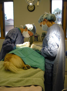 pet surgery services