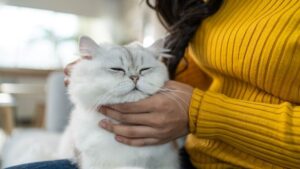 Person in a yellow sweater petting a relaxed long-haired white cat.