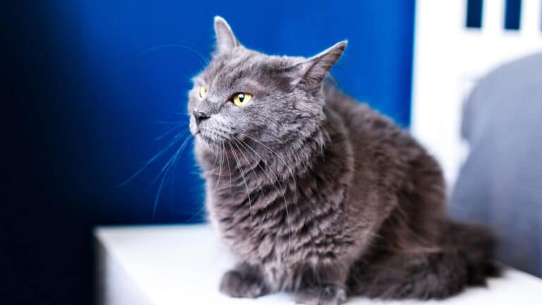 Diabetes in Cats: An Overview