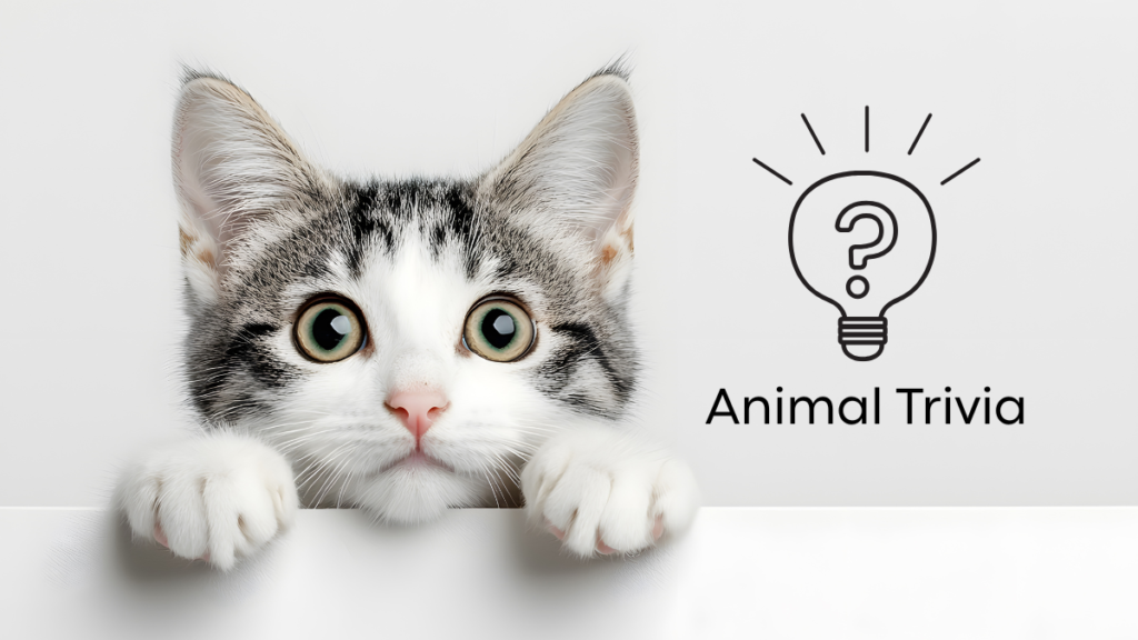 Vet Near Me Quiz – Are You Smarter Than a 5th Grader? Pet Edition | Chase Oaks Animal Clinic
