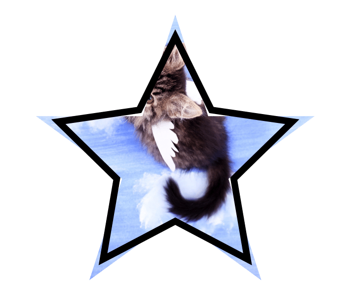 Cat with wings representing how not all animal care tips are true