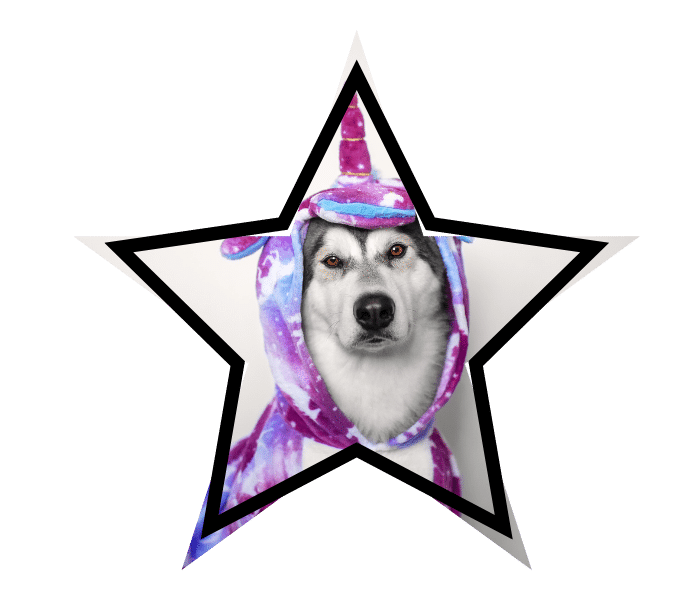 Dog in a unicorn costume highlighting pet health myths in Plano, TX