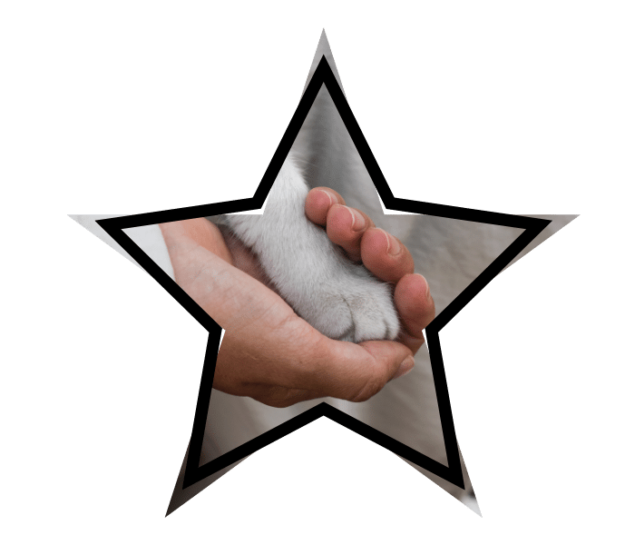 Person holding a cat's paw while receiving veterinary care at Chase Oaks Animal Clinic in Plano, TX