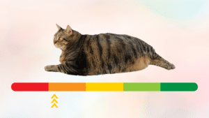 Overweight cat above a scale from healthy to unhealthy weight