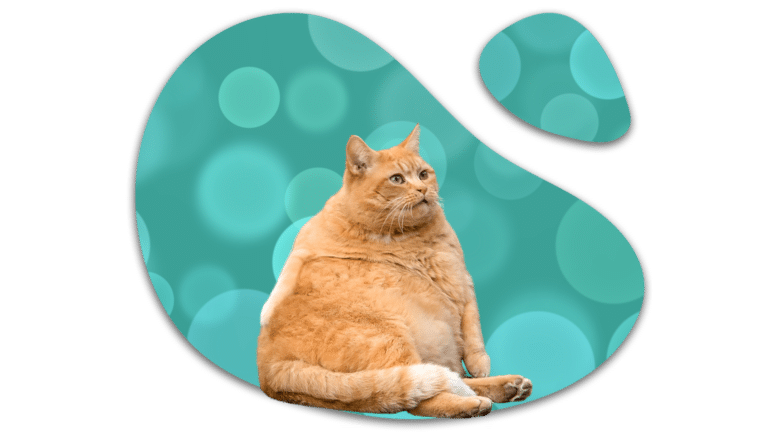 Overweight orange cat representing feline weight concerns in Plano, TX
