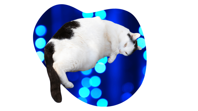 Overweight black and white cat representing weight management at Chase Oaks Animal Clinic in Plano, TX